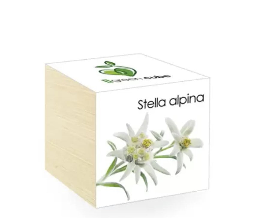 iGreen Cube Fiori & Piante in Cubi di Legno - Stella Alpina